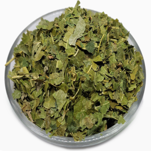 Crni dud list (Morus nigra)